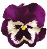 Pansy Prima Punch Purple And White - 10 seeds