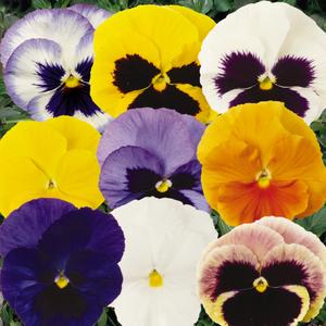 Pansy Punch Mix - 10 seeds