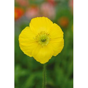 Poppy Champagne Bubbles Yellow - 10 seeds