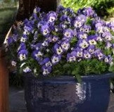 Viola sorbet - Delft Blue - Viola cornuta - 10 Seeds