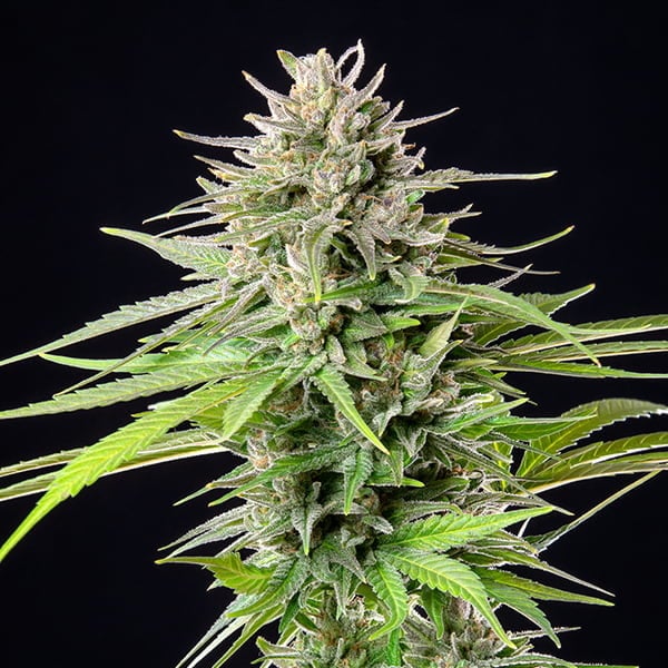 Royal Queen Seeds -Blue Cheese - Cannabis Breeders Pack - Feminized Cannabis Seeds