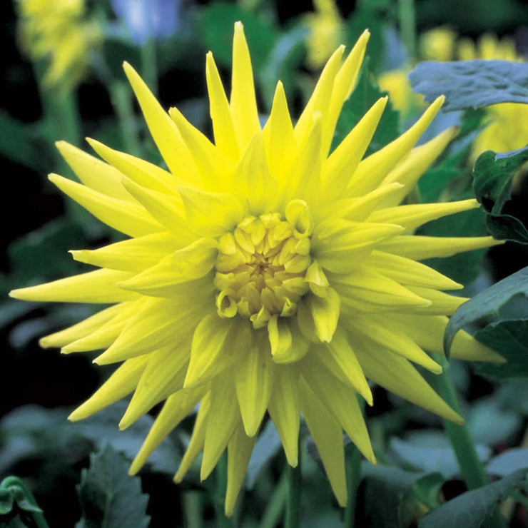 Dahlia Cactus - Yellow- 2 bulbs (not seed) | Seeds For Africa