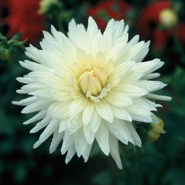 Dahlia Cactus - White - 2 bulbs (not seed) | Seeds For Africa