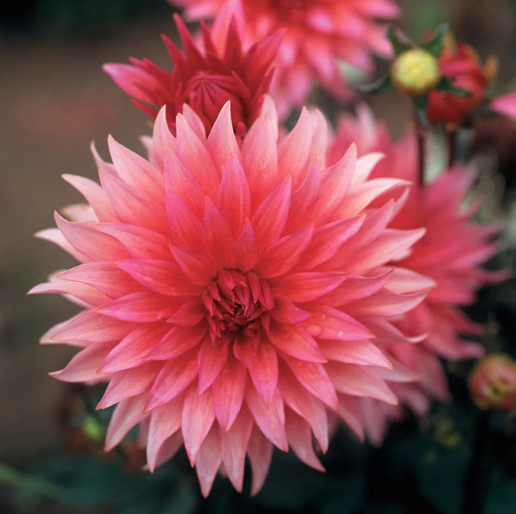 Dahlia Cactus - Belmonte - 1 bulb (not seed) | Seeds For Africa
