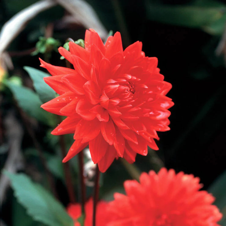 Dahlia Decorative Flower bulbs - Red - 2 bulb (not seeds) | Seeds For Africa
