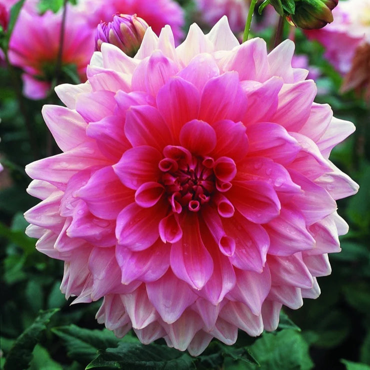Dahlia Dinner Plate - Lavender Perfection - 1 bulb (not seed) | Seeds For Africa