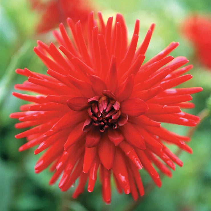 Dahlia Cactus - Red - 2 bulbs (not seed) | Seeds For Africa