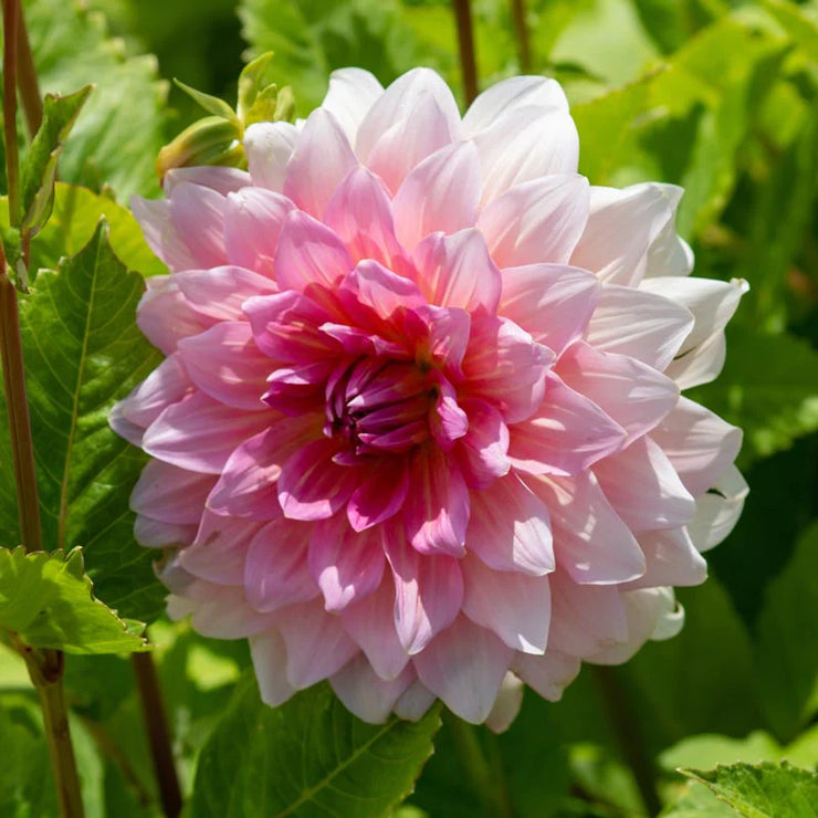 Dahlia Dinner Plate - Otto's Thrill - 1 bulb (not seed) | Seeds For Africa