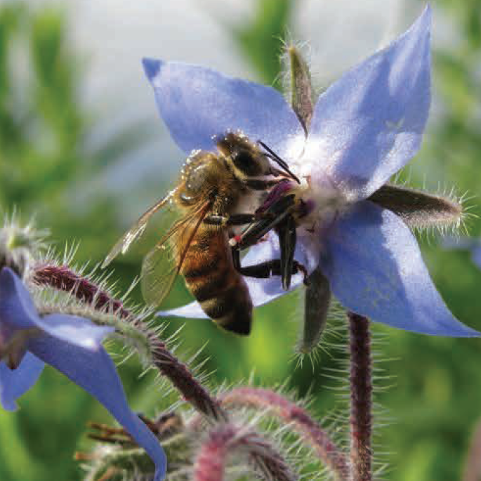 Summer Pollinator Mix - Invite Natures Best!