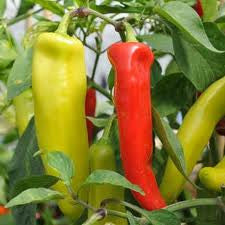 Hungarian Hot Wax Chilli Pepper - Capsicum Annuum - 30 Seeds