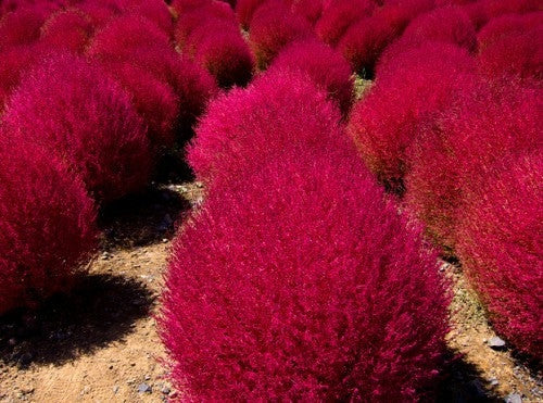 Burning Bush / Mexican Fireweed Red  Annual - Kochia / Bassia Scoparia - 100 Seeds