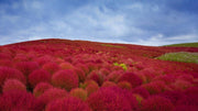 Burning Bush / Mexican Fireweed Red  Annual - Kochia / Bassia Scoparia - 100 Seeds