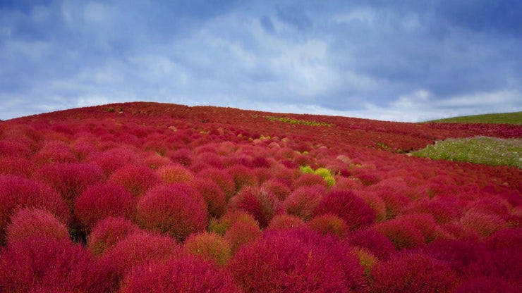 Burning Bush / Mexican Fireweed Red  Annual - Kochia / Bassia Scoparia - 100 Seeds