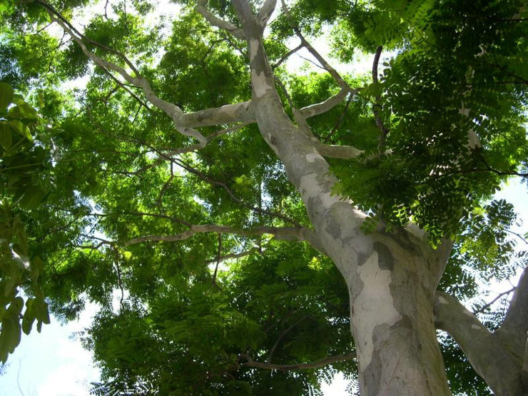Leopard Tree Exotic Tree - Caesalpinia ferrea - 10 Seeds