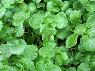 Watercress - Culinary Herb - Nasturtium Officinale - 100 Seeds