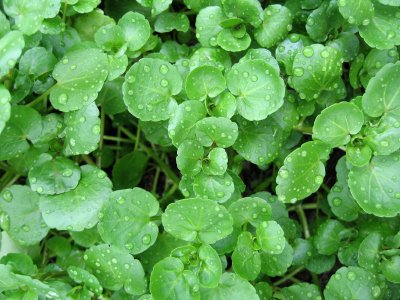 Watercress - Bulk Herb Seeds - 5 grams