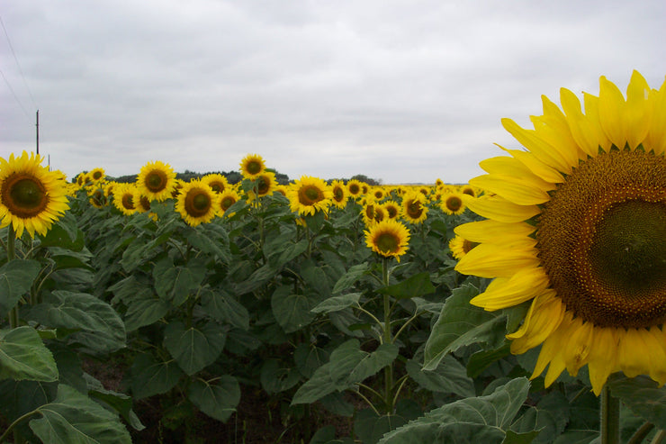 Giant Sunflower - Bulk Edible Flower Seeds