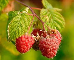 Red Raspberry Bush - Bulk Fruit / Berry Seeds - 100 Seeds