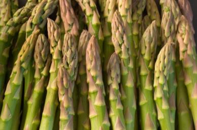 Mary Washington Asparagus - Bulk Vegetable Seeds - 20 grams