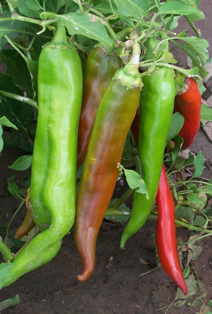 Numex Big Jim Chilli Pepper - Capsicum Frutescens - 10 Seeds