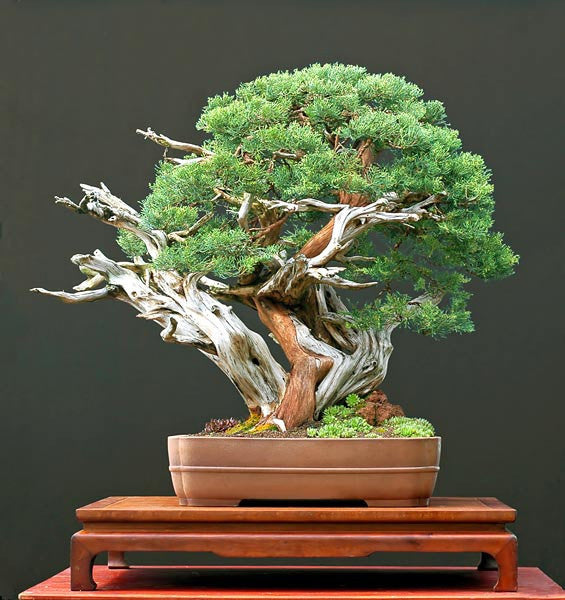 Chinese Juniper - Juniperus Chinensis - 5 Seeds