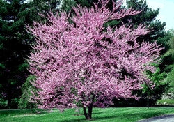 Chinese Redbud - Cercis Chinensis - Bonsai / Tree - 5 Seeds