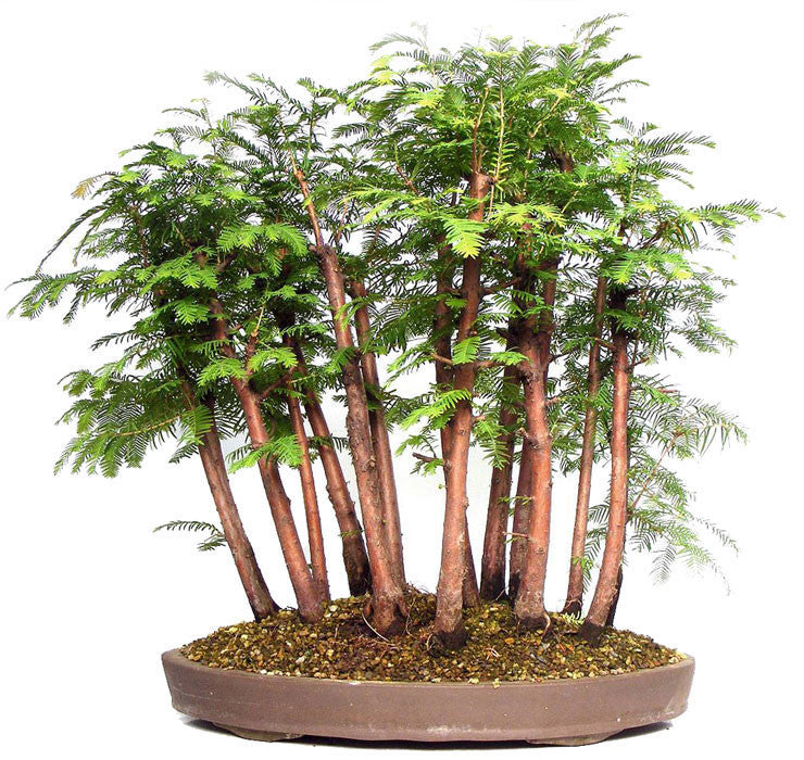 Dawn Redwood - Bonsai Tree - Metasequoia glyptostroboides - 10 Seeds