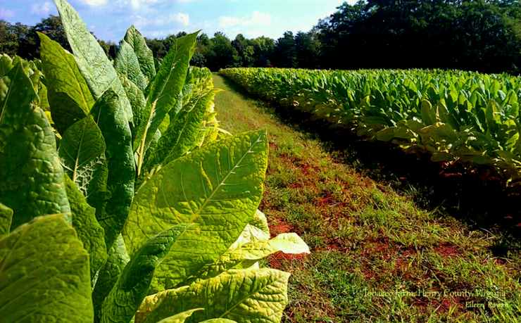 Golden Virginia Tobacco - Nicotiana Tabaccum - 100 Seeds - Organic Grown