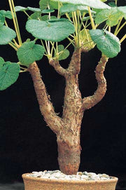 Pelargonium Cotyledonis - Caudex forming - Old Father Live-forever - Rare Succulent - 5 Seeds