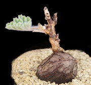 Pelargonium Lobatum - Vine Leaf Pelargonium - Indigenous South African Shrub - 5 Seeds
