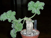 Pelargonium Lobatum - Vine Leaf Pelargonium - Indigenous South African Shrub - 5 Seeds