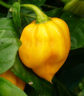 Jamaican Yellow Scotch Bonnet - Capsicum Chinense - Chilli Pepper - 10 Seeds