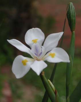 Dietes Butcheriana - Indigenous South African Bulb - 10 Seeds