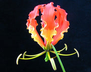 Gloriosa Superba Red - Flame Lily - Zimbabwean Bulb - 10 Seeds