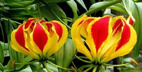 Gloriosa Superba Red - Flame Lily - Zimbabwean Bulb - 10 Seeds