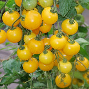 Tumbling Tom Yellow Tomato - Trailing Vine - Container - Lycopersicon Esculentum - 5 Seeds