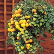 Tumbling Tom Yellow Tomato - Trailing Vine - Container - Lycopersicon Esculentum - 5 Seeds