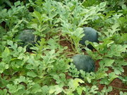 Sugar Baby Watermelon - ORGANIC - Citrullus Lanatus - Vegetable / Fruit - 20 Seeds