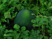 Sugar Baby Watermelon - ORGANIC - Citrullus Lanatus - Vegetable / Fruit - 20 Seeds