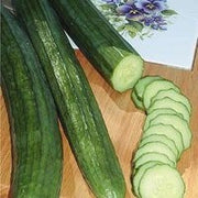 English Cucumber - Trimax F1 Hybrid - Cucumis Sativus - 3 Seeds