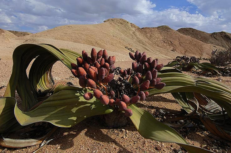 Welwitschia Mirabilis - Rare Namibian Succulent - Grows over 2000 Years Old