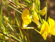 Aspalathus linearis - Rooibos Tea Shrub - Indigenous South African Shrub - 10 Seeds