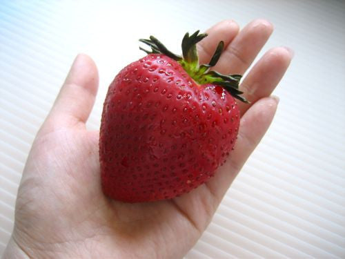 Giant Strawberry - Fragaria A. Maximus - Exotic Fruit - 5 Seeds