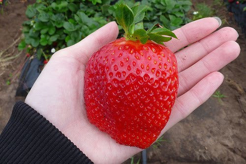 Giant Strawberry - Fragaria A. Maximus - Exotic Fruit - 5 Seeds