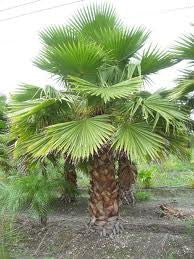 Mexican Fan Palm - Washingtonia Robusta - Exotic Palm - 10 Seeds