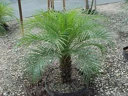 Pygmy Date Palm - Phoenix Roebelenii - 10 Seeds