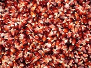 Strawberry Popcorn - Heirloom Vegetable - 10 Seeds