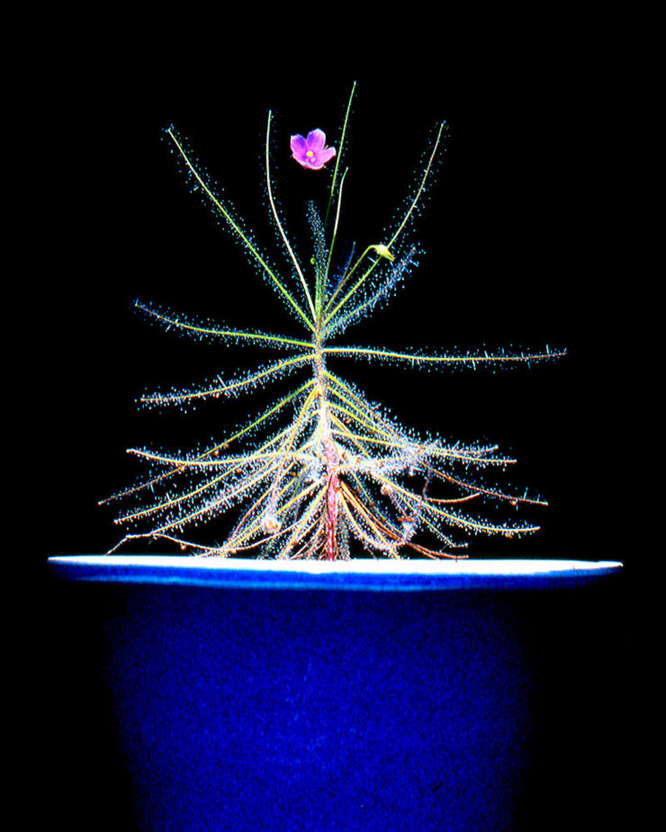 Byblis liniflora - Rainbow Plant - Exotic Carnivorous Plant - 5 Seeds