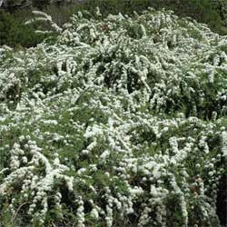 Electric White Kunzea - Kunzea ambigua - Shrub / Bonsai Tree - 20 Seeds