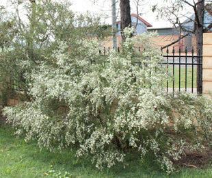 Electric White Kunzea - Kunzea ambigua - Shrub / Bonsai Tree - 20 Seeds